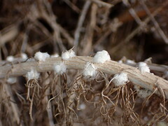 Rhopalomyia floccosa