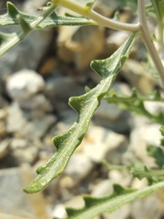 Mentzelia multiflora