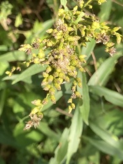 Solidago juncea