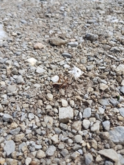 Metrioptera brachyptera