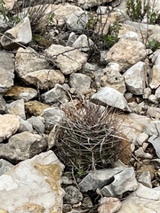 Hamatocactus hamatacanthus