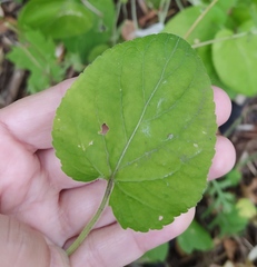 Viola hirta