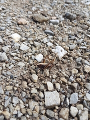 Metrioptera brachyptera