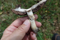 Agaricus