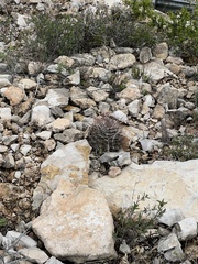 Hamatocactus hamatacanthus