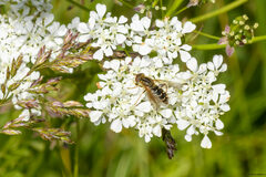 Anasimyia interpuncta