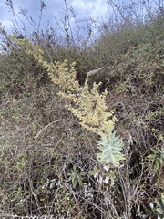 Artemisia douglasiana