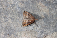 Hypena rostralis