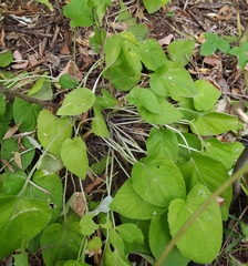 Viola hirta