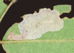 Macrosaccus uhlerella