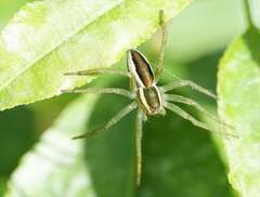 Dolomedes fimbriatus