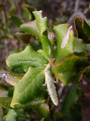 Garrya elliptica