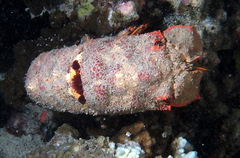 Scyllarides squammosus