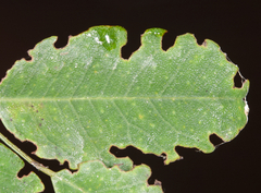 Macrosaccus uhlerella