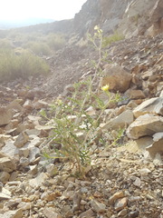 Mentzelia multiflora