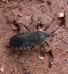Anasa tristis