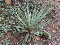 Yucca filamentosa
