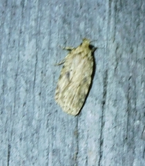 Agonopterix canadensis