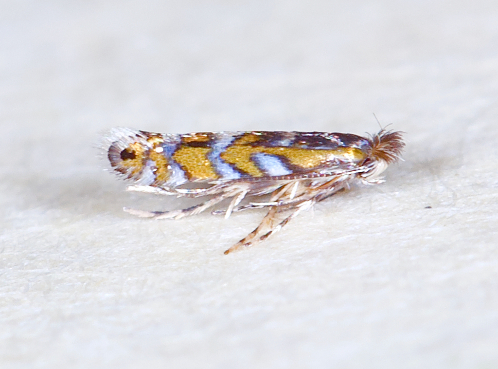 Macrosaccus uhlerella
