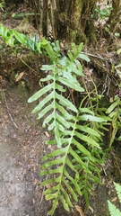 Polypodium scouleri