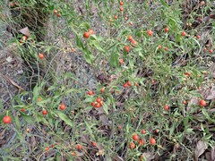 Solanum pseudocapsicum