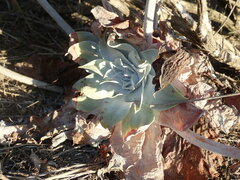 Dudleya pulverulenta