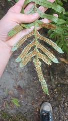 Polypodium scouleri