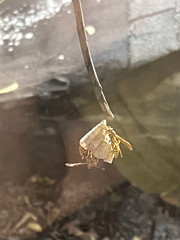 Polistes exclamans
