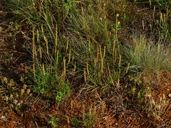 Plantago holosteum