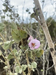 Malacothamnus fasciculatus nuttallii