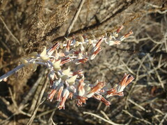 Dudleya pulverulenta