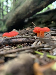 Hygrocybe