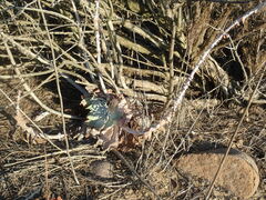 Dudleya pulverulenta