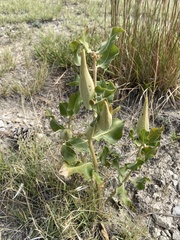 Asclepias arenaria