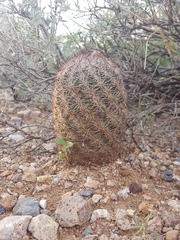 Echinomastus intertextus