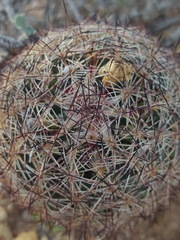 Echinomastus intertextus