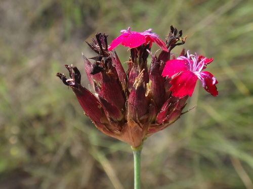 klinček kartuziánsky (Dianthus carthusianorum)
