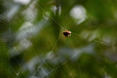 Araneidae