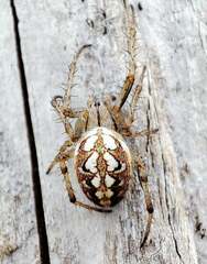 Neoscona adianta
