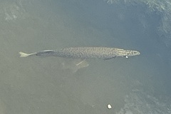 Lepisosteus platyrhincus