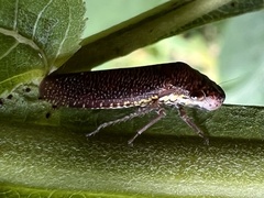 Paraulacizes irrorata