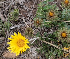 Berkheya barbata