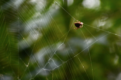 Araneidae