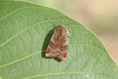 Noctua janthina