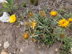 Berkheya barbata
