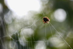 Araneidae