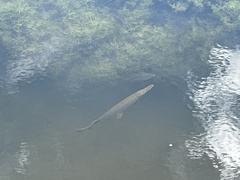 Lepisosteus platyrhincus