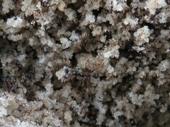 Pheidole obscurithorax