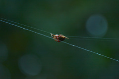 Araneidae