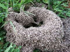 Pheidole obscurithorax